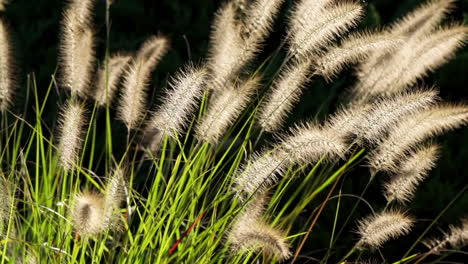 Backlit-ornamental-grass-sways-in-gentle-breeze