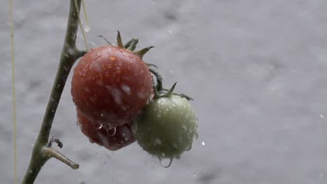Tomaten-In-Bewässerung,-Hausgarten-Wegen-Pandemie