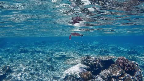 Babygrüne-Meeresschildkröte,-Die-Im-Blauen-Ozean-über-Den-Wunderschönen-Korallenriffen-Schwimmt