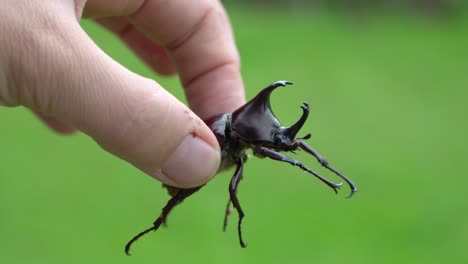 Fingers-hold-large-rhinoceros-beetle,-Xylotrupes-australicus