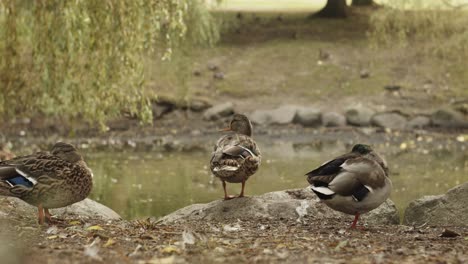 Ducks-resting-and-sleeping-near-pond