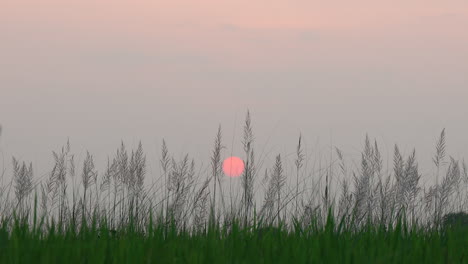 Schöner-Sonnenuntergang-Gegen-Gemeine-Schilfgrasstöcke-Auf-Den-Feldern