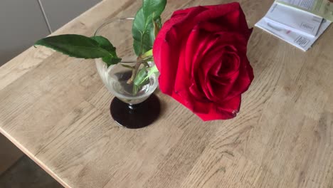 Rose-In-Einem-Blumentopf-Schönheit
