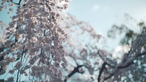 Wonderful-View-Of-Sakura-Cherry-Blossom-Swaying-In-The-Wind-Against-The-Bright-Of-The-Sun-In-Kyoto,-Japan---Closeup-Shot