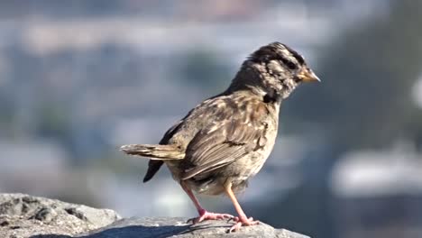 Passer-Domesticus-House-Sparrow-Descansaba-Sobre-Una-Roca-Contemplando-La-Ciudad-Bajo-El-Cálido-Sol