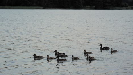 Wild-Ducks-Swimming-At-Beautiful-Lake-In-Wdzydze-Landscape-Park,-Poland---Medium-Shot