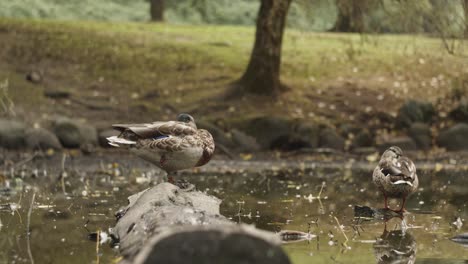 Ducks-sleeping-on-pond-and-on-a-log