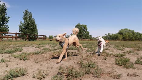 Three-dogs-returning-to-owner-after-retrieving-a-ball,-slowed-to-half-speed