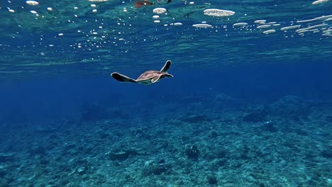 Close-Up-Of-A-Beautiful-Sea-Turtle-Calmly-Swimming-In-The-Ocean-Over-The-Over-Coral-Reefs