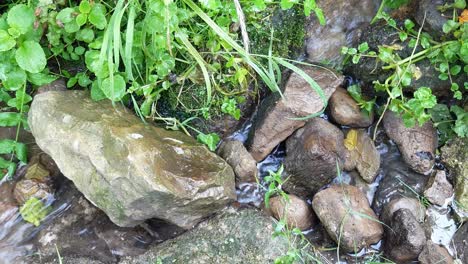Fresh-flowing-stream-rushing-through-woodland-wilderness-stones-foliage