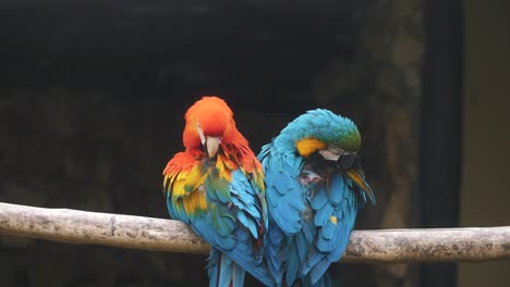 Close-up-of-a-couple-of-colorful-macaw-parrots-on-a-tree-branch-grooming,-preening---slow-motion