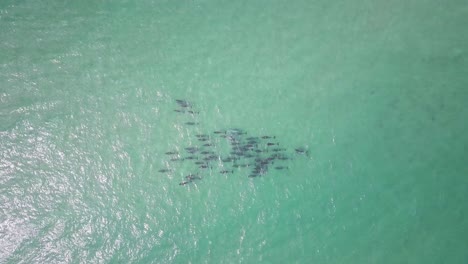 Blick-Von-Oben-Nach-Unten-Auf-Eine-Riesige-Gruppe-Von-Delfinen,-Die-In-Den-Seichten-Gewässern-Des-Pazifischen-Ozeans-Nahe-Der-Küste-Australiens-Schwimmen