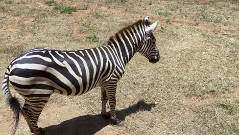 Isolated-Zebra-eats-grass-and-watchful-for-surroundings-in-harsh-environment-middle-of-the-hot-and-sunny-day-bit-elevated-b-roll-clip