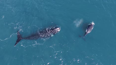 Calf-of-Southern-Right-Whale-come-up-to-breathe-next-to-the-mother---Aerial-birdseye-shot