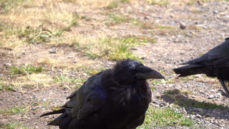 Two-Ravens-walk-in-a-brisk-breeze-that-ruffles-their-feathers