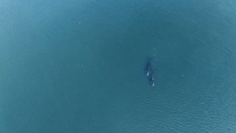 reference-shot-of-two-whales-swimming-on-shallow-clear-sea---Aerial-extreme-wide-shot