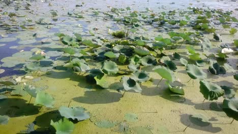 Low-aerial-panoramic-view-of-backwater-with-lily-pads-and-duckweed