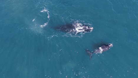 Whales-breathing-together-at-the-surface-of-the-patagonian-sea---Aerial-top-down-view