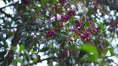Fruta-De-Mangostán-Púrpura-En-Rama