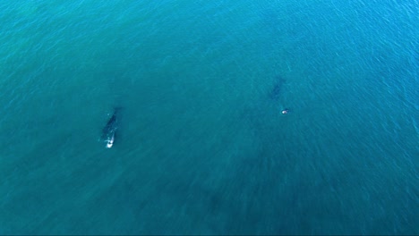 Pod-of-Whales-Swimming-in-shallow-clear-waters---Aerial-birdseye-wide-shot