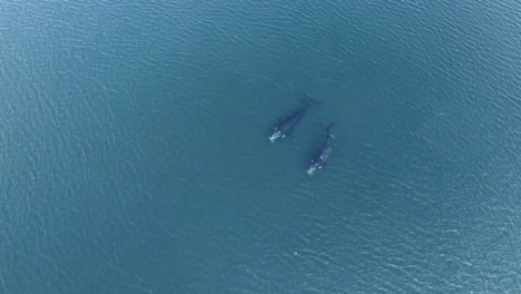 A-pair-of-whales-swimming-peacefully-on-the-ocean---Aerial-top-view