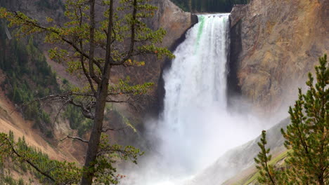 Wide-medium-shot-of-Yellowstone's-Lower-Falls-with-foreground-tree.