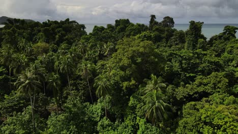 Aerial-to-birdseye-view-above-palm-tree-island-paradise-lush-foliage-wilderness
