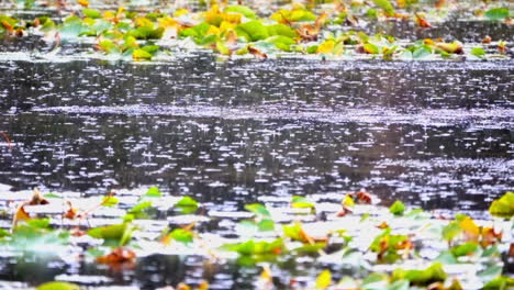 Raindrops-splash-onto-the-surface-of-a-pond-in-ultra-slow-motion