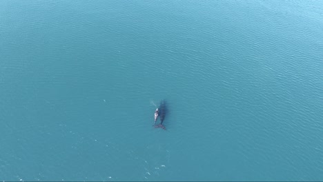 Whales-swimming-on-shallow-calm-waters---Aerial-wide-shot-slowmotion