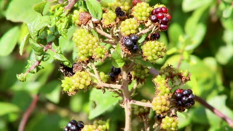 Ripe-blackberries-hanging-on-a-branch-in-a-hedgerow-waiting-to-be-picked-and-eaten