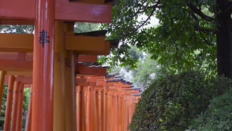 Hermosas-Puertas-Torii-Japonesas-Rojas-Apretadas-Con-árboles-Y-Hojas-Ondeando-Suavemente-En-El-Viento---Vista-Bloqueada