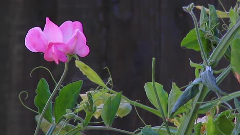 Una-Delicada-Flor-Rosa-Que-Crece-Sola-En-Un-Jardín-Trasero-En-El-Condado-De-Rutland,-Reino-Unido