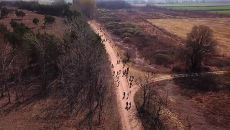 Aerial-view-of-a-group-of-people-walking-and-exercising-their-dogs,-on-a-country-road