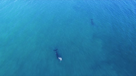 Whales-swimming-in-the-immense-sea-of-Patagonia---Aerial-wide-orbital-shot
