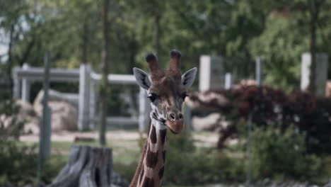 African-Giraffes-Walking-Around-The-Granby-Zoo,-Quebec,-Canada