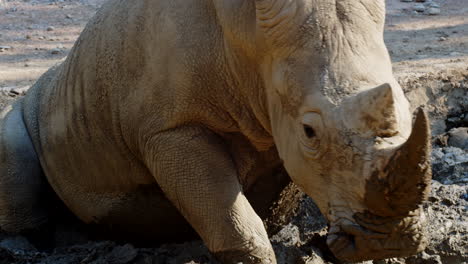 Close-Up-Shot-of-Adult-Male-Rhino-Playing-in-the-Mud