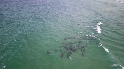 Aerial-view-of-a-pack-of-dolphins-swimming-near-the-beach-in-shallow-ocean-waters