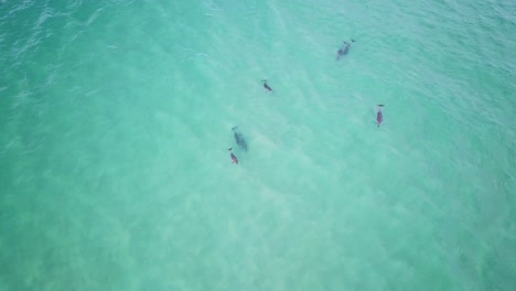 Top-down-view-of-a-small-group-of-dolphins-swimming-in-the-shallow-waters-of-Pacific-Ocean-near-the-coast-of-Australia