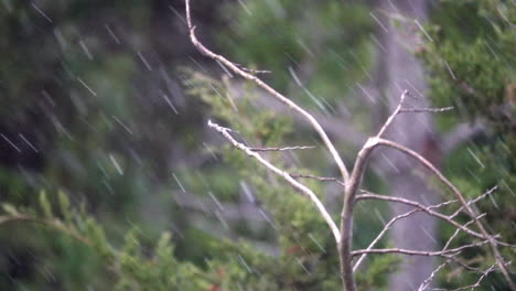 Dragonfly-flies-off-of-branch-as-rain-falls-in-slow-motion
