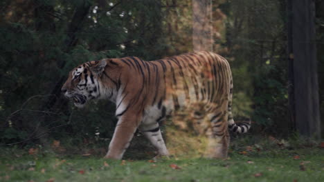 Tigre-Siberiano---Tigre-De-Amur-Caminando-Dentro-De-La-Jaula-Vista-Detrás-De-La-Pared-De-Vidrio-Del-Zoológico-De-Granby-En-Quebec,-Canadá