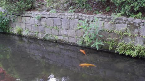 Two-orange-Japanese-Koi-fish-swimming-in-pond-next-to-stone-wall-in-Japanese-garden-with-greenery