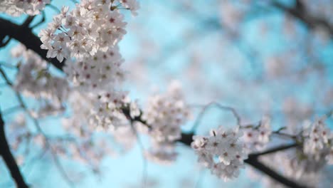 Hermosas-Flores-De-Cerezo-Que-Brillan-Al-Sol---Flores-De-Sakura---Kyoto-Japón