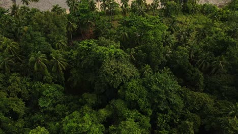 Aerial-view-birdseye-above-tropical-landscape-palm-tree-woodland-wilderness-to-pebble-shore