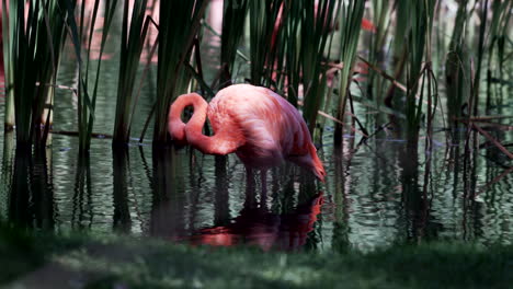 Schöner-Rosafarbener-Flamingo,-Der-Seine-Federn-Durch-Hohes-Schilf-Putzt---Nahaufnahme