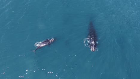 Baby-whale-breathes-and-starts-spinning-around-next-to-the-mother---Aerial-birdseye-shot