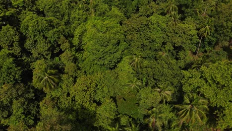 Aerial-birdseye-view-above-tropical-climate-island-palm-tree-forest-treetop-canopy-moving-forward