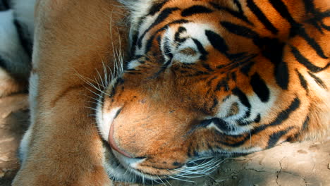 Close-Up-Shot-of-Tiger-Resting-in-the-Shade