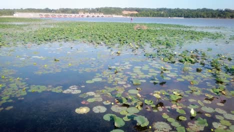 Low-aerial-panoramic-view-of-backwater-with-lily-pads-and-duckweed-at-the-Lock-and-Dam-14-on-the-Mississippi-River-near-LeClair-Iowa