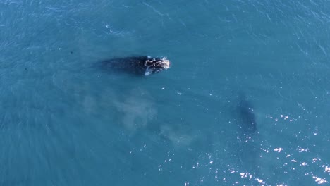 Whale-mother-come-up-to-the-surface-while-their-baby-remains-under-water---Aerial-top-down-view
