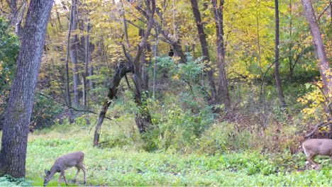Two-female-whitetail-deer-wandering-casually-walking-in-clover-field-in-a-clearing-in-woods-in-early-winter